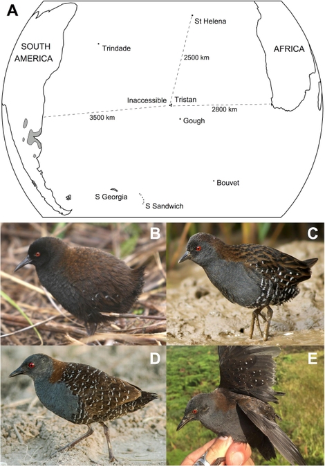 A. Inaccessible Island relative to Africa and South America. B. The Inaccessible Island rail. C. The dot-winged crake. D. The black rail. E. The Galapagos crake.